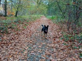 Walking my dog through the beautiful woodland direct from the site