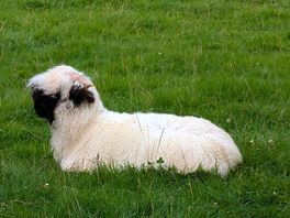 Black nosed sheep ?