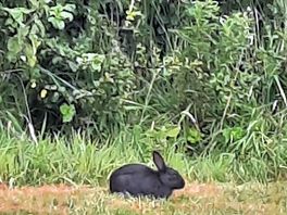 Regular morning visitor to the site