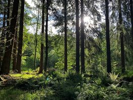 Carie trails