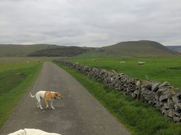 Road to farm