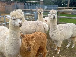Alpacas