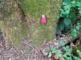 Fairies in the woods !