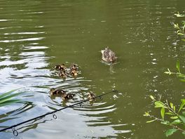 Ducking came to see what's happening