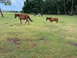 The local residents