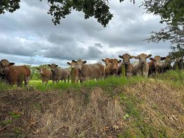 Friendly cows!