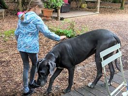 Friendly animals