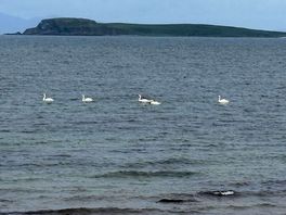 Some of local wildlife