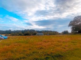 The view