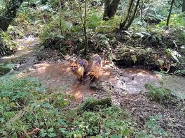 Dogs loving the stream
