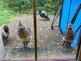 Curious peachicks