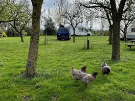 Friendly chickens!