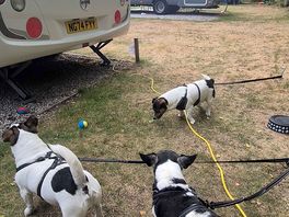 Caravan pitch with my dogs