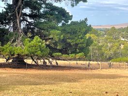 Roo’s in the distance