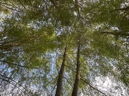 View from the hammocks