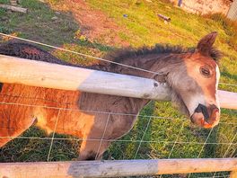 On site baby horse