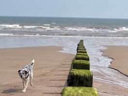 Doggo on nearby beach.