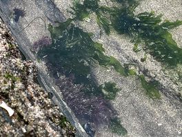 Rockpools