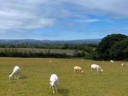 Sheep!