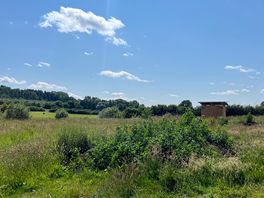 The meadow