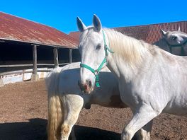 Horse stables