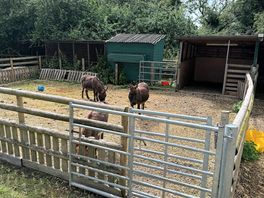 Animals on site