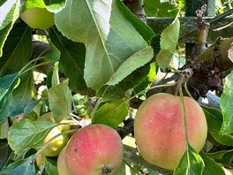 Apples