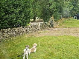 Dogs loved it