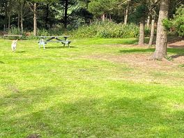 Wooded area