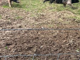 Lovely little farm on site
