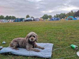 Dowoodland g friendly