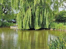 Lovely trees