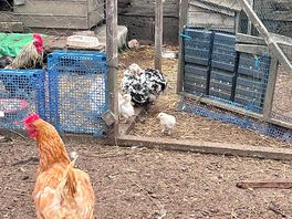 Chicken and chicks!