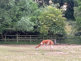 Alpaca on the farm v