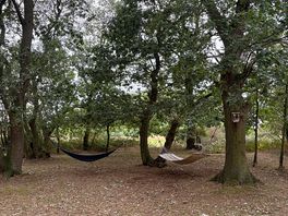 Hammocks in the woodland area