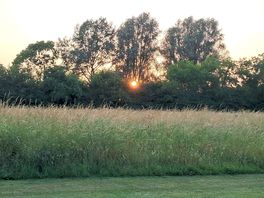 Watching the sunset through the trees