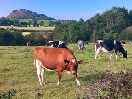 Greeted but cows later on in the day
