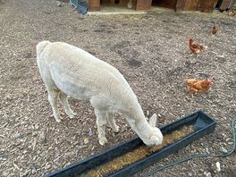 Alpacas