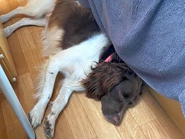 Back at site with tired dogs
