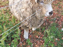 Sheep