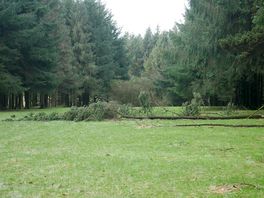 Fallen trees