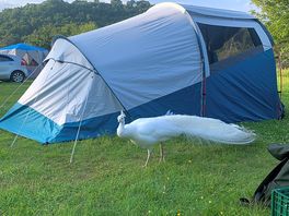 Peacock beside our tent