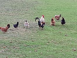 Chickens on site