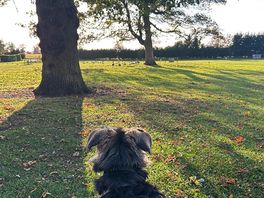 Dog checking out the ducks.