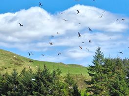 Pics of the red kites