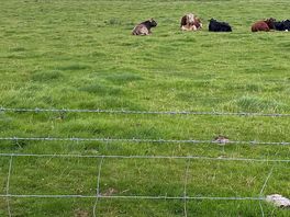 Meeting the cows.