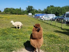Llamas and goats on site