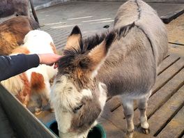 Donkey
