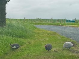 The on site wildlife is amazing, here are some guinea fowl