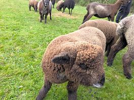 Meadow field sheep